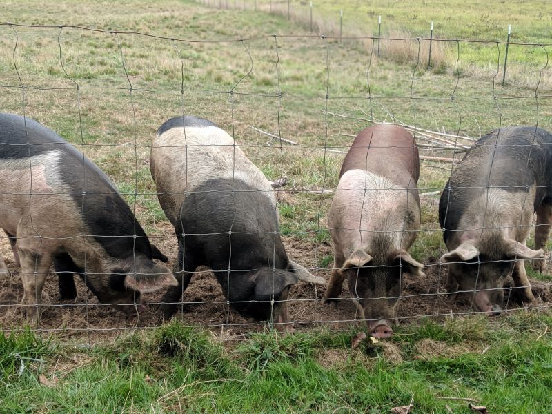 Local Pastured Pork - Fair Cow's Path Farm